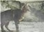 Cats-Warriors. The Lives Of The Tribes